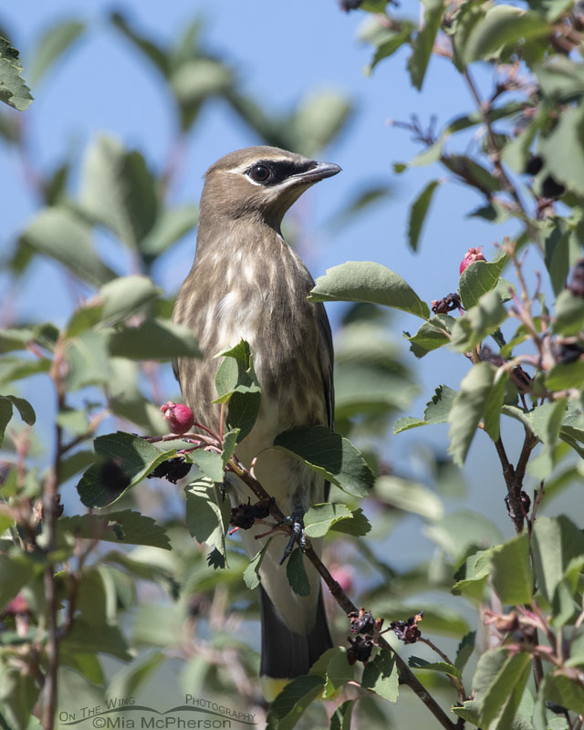 Immature Cedar Waxwing framed by serviceberries, Wasatch Mountains, East Canyon, Morgan County, Utah