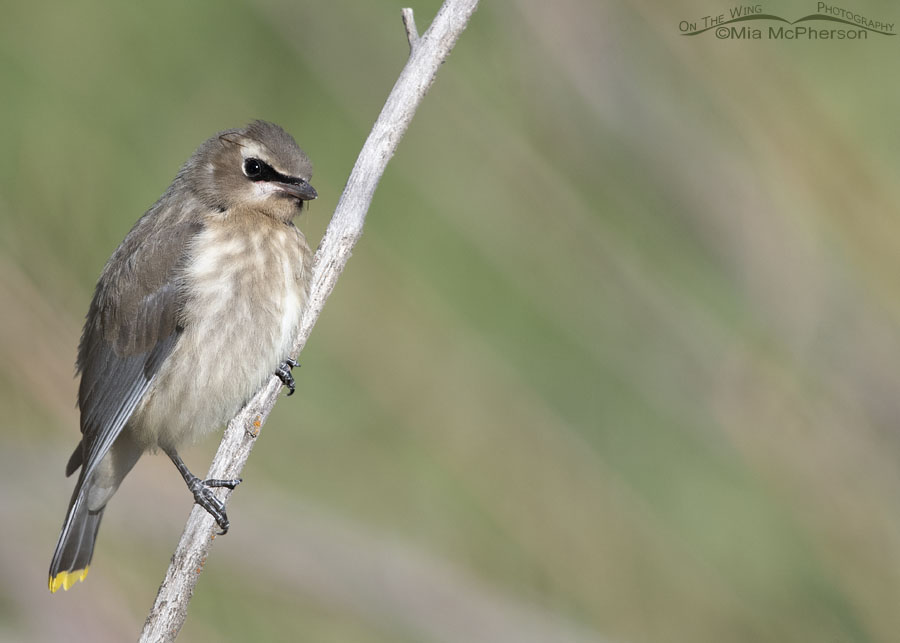 Immature Cedar Waxwing after eating, Wasatch Mountains, Morgan County, Utah