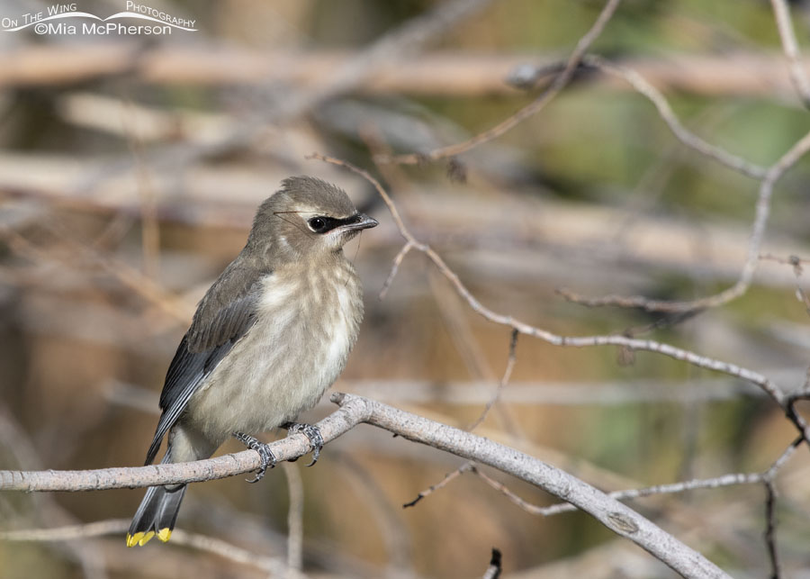 Young Cedar Waxwing with crane fly legs on its head, Wasatch Mountains, Morgan County, Utah