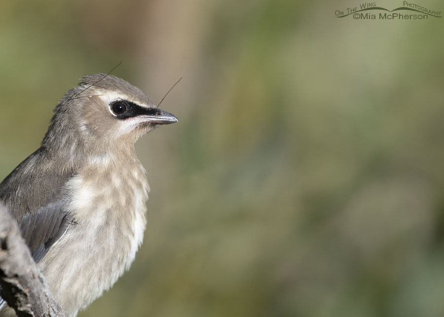 Close up of an immature Cedar Waxwing with crane fly legs on its head, Wasatch Mountains, Morgan County, Utah
