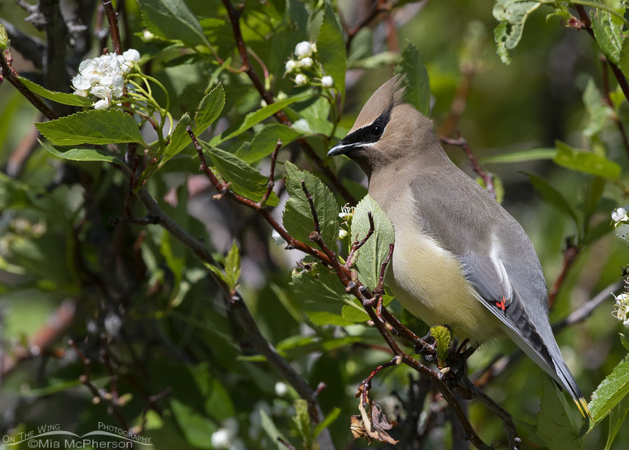 Blooming Hawthorn with an adult Cedar Waxwing, Wasatch Mountains, East Canyon, Morgan County, Utah