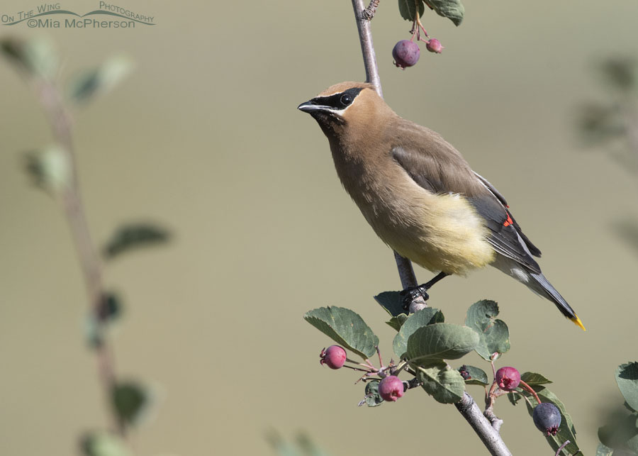 Adult Cedar Waxwing and ripening serviceberries, Wasatch Mountains, Morgan County, Utah