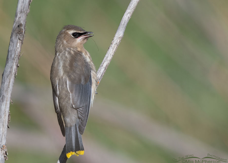 Immature Cedar Waxwing with crane fly legs in its bill, Wasatch Mountains, Morgan County, Utah