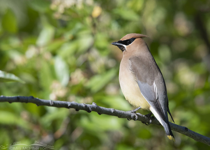 Cedar Waxwing near its nest in the Wasatch Mountains, Summit County, Utah