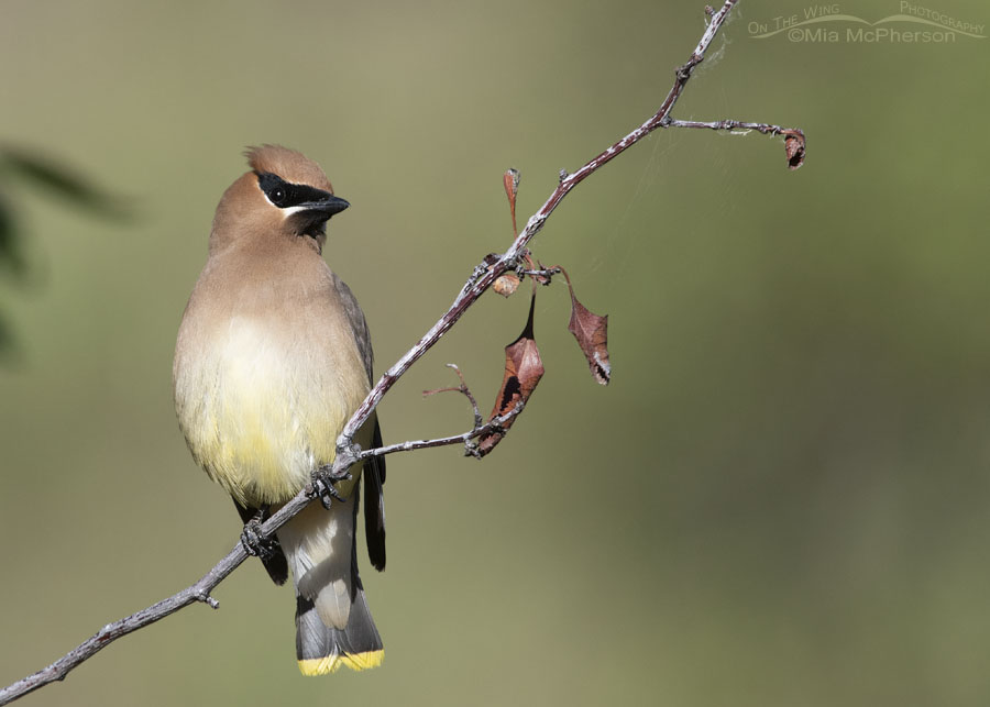Adult Cedar Waxwing perched on a branch in the Wasatch Mountains, Summit County, Utah