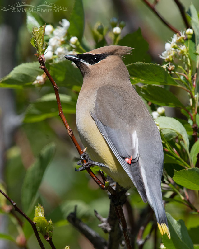 Cedar Waxwing perched in a blooming hawthorn, Wasatch Mountains, East Canyon, Morgan County, Utah