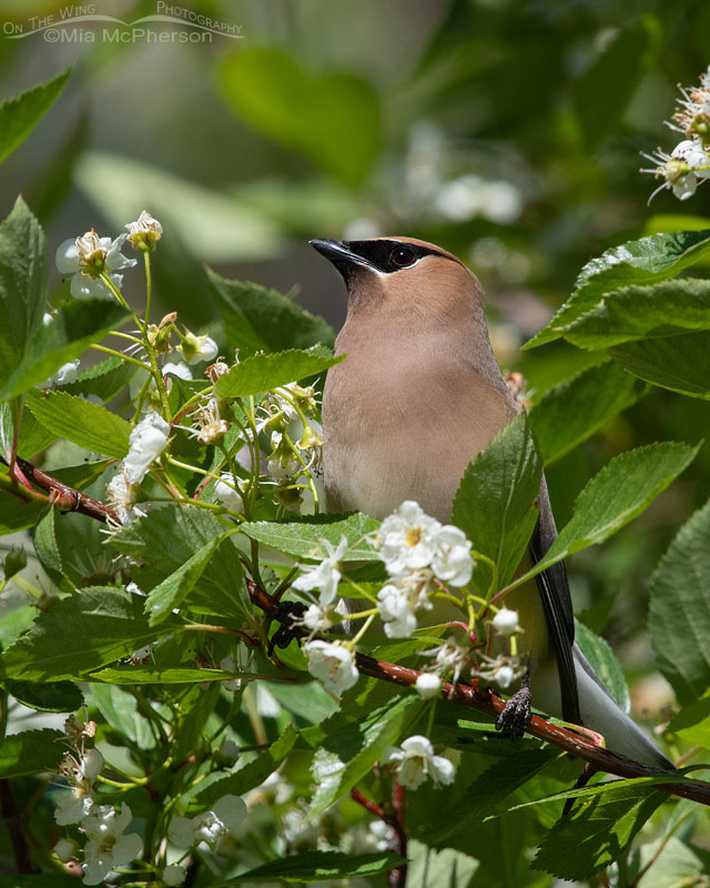 Adult Cedar Waxwing perched in a hawthorn in bloom, Wasatch Mountains, East Canyon, Morgan County, Utah