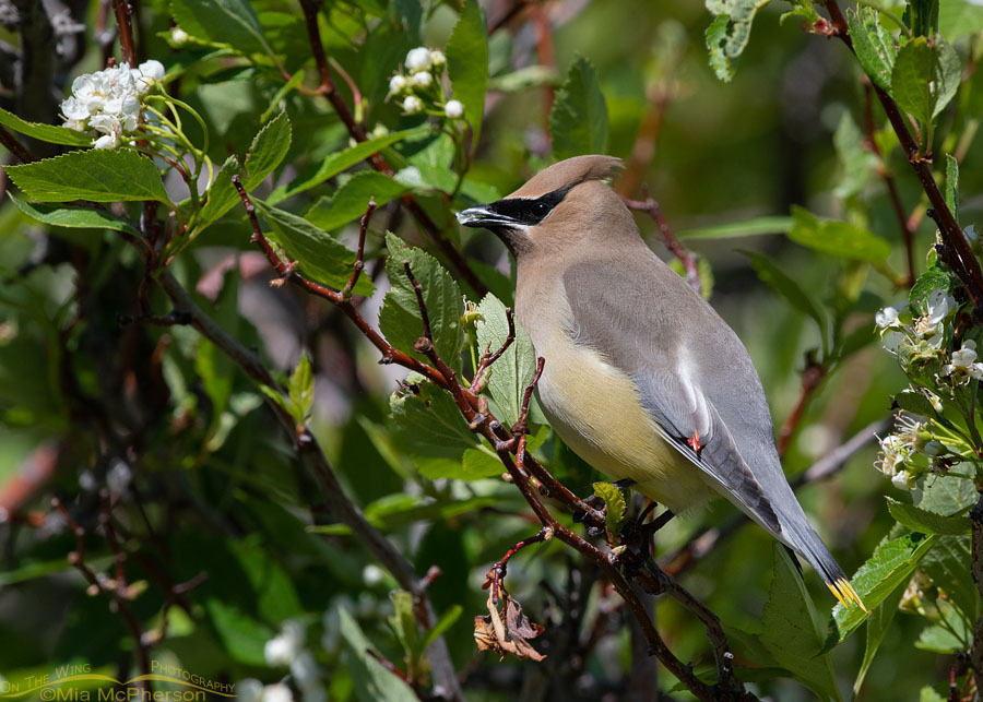 Cedar Waxwing with a hawthorn petal in its bill, Wasatch Mountains, East Canyon, Morgan County, Utah