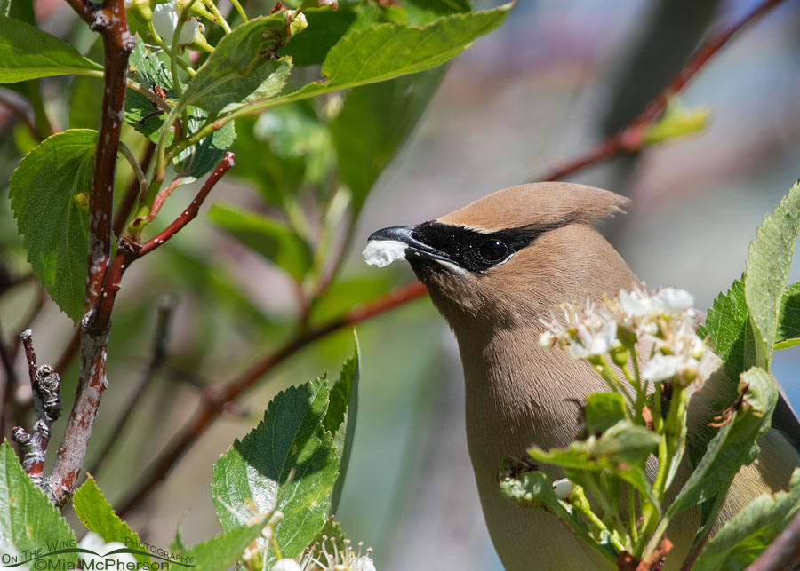 Close up of a Cedar Waxwing eating a hawthorn petal, Wasatch Mountains, East Canyon, Morgan County, Utah