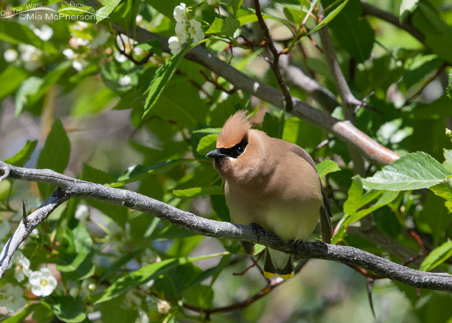 Staring Cedar Waxwing perched in a hawthorn, Wasatch Mountains, East Canyon, Morgan County, Utah