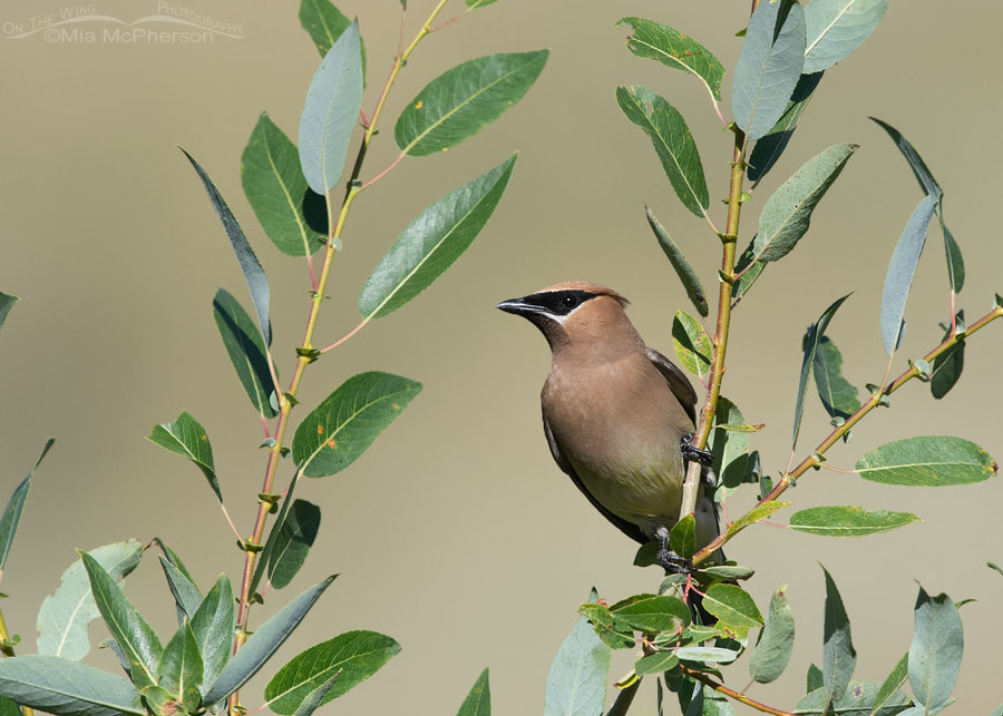 Adult Cedar Waxwing perched in willows, Wasatch Mountains, Morgan County, Utah