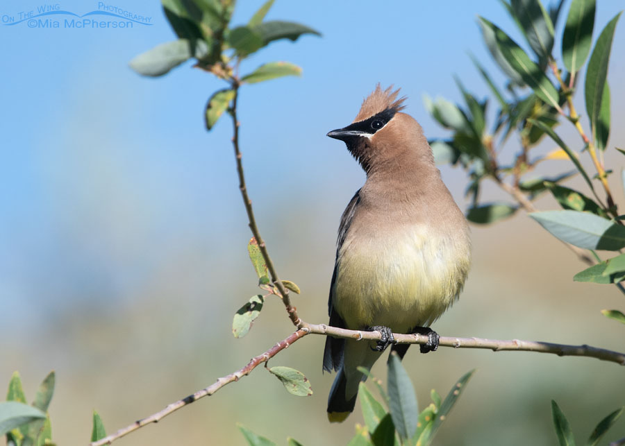 Fluffed up adult Cedar Waxwing in a stand of willows, Wasatch Mountains, Morgan County, Utah