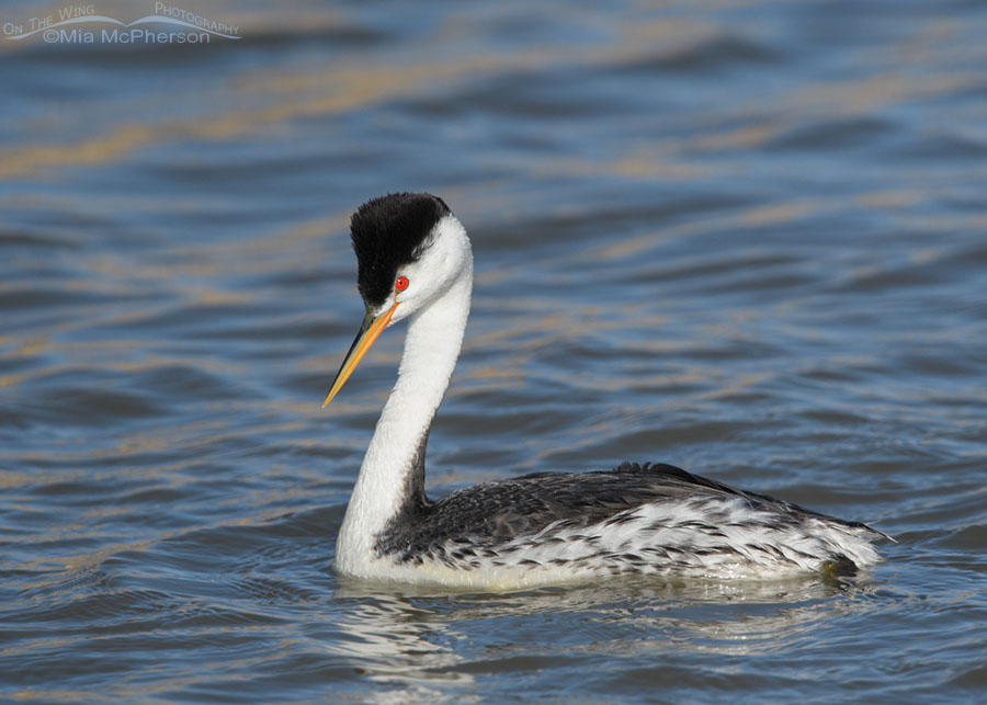 Clark's Grebe Images