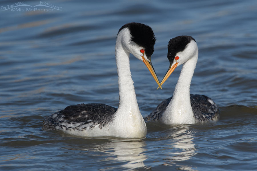 Clark's Grebe pair with crossed bills, Bear River Migratory Bird Refuge, Box Elder County, Utah