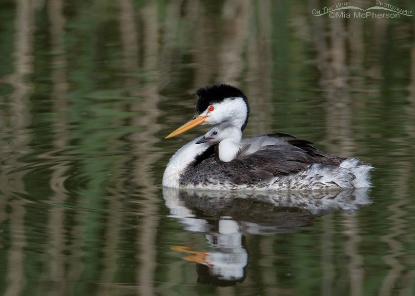 Clark's Grebe adult giving a chick a ride at Bear River Migratory Bird Refuge, Box Elder County, Utah