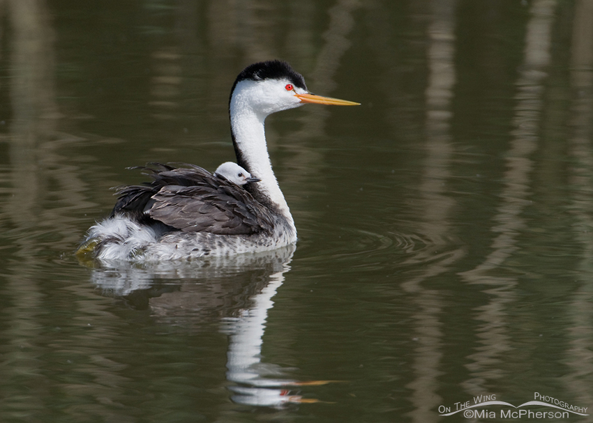 Adult Clark's Grebe with hitch hiking chick at Bear River Migratory Bird Refuge, Box Elder County, Utah