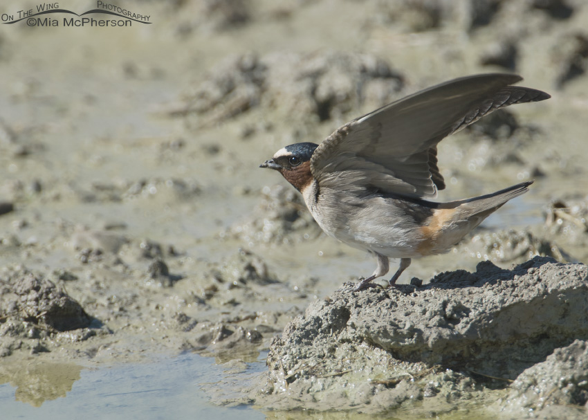 Cliff Swallow at mud puddle, Bear River Migratory Bird Refuge, Box Elder County, Utah