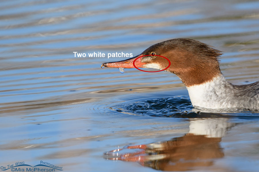 Two white patches - First winter Common Merganser