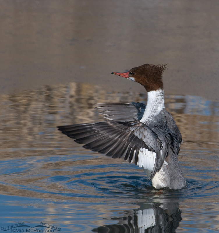 First winter male Common Merganser on an icy pond in northern Utah