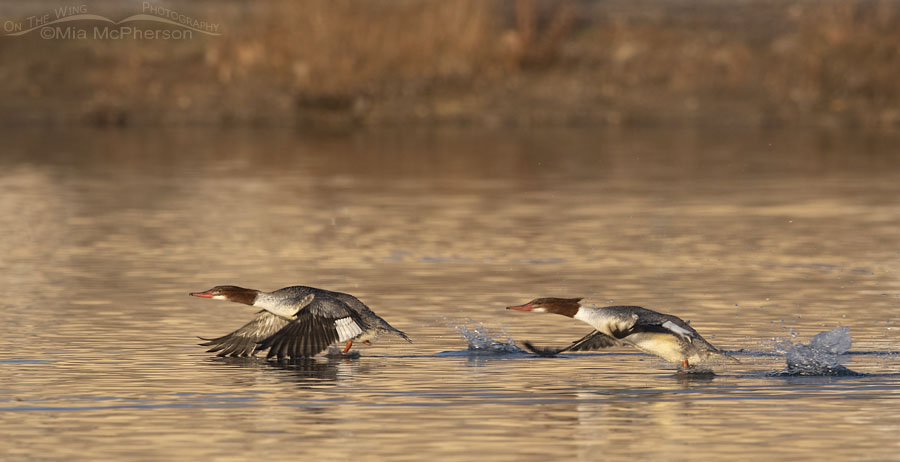 Common Mergansers running across the water, Salt Lake County, Utah