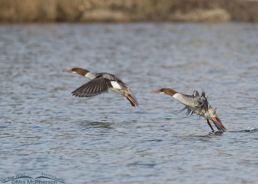 Two Common Mergansers about to land on a pond, Salt Lake County, Utah