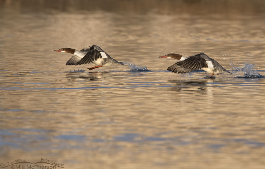 Common Mergansers lifting off from a pond, Salt Lake County, Utah