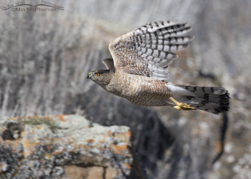 Cooper's Hawk in flight in northern Utah, Box Elder County, Utah