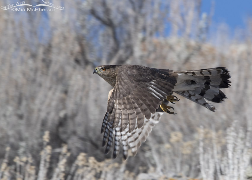 Cooper's Hawk fly by, Box Elder County, Utah