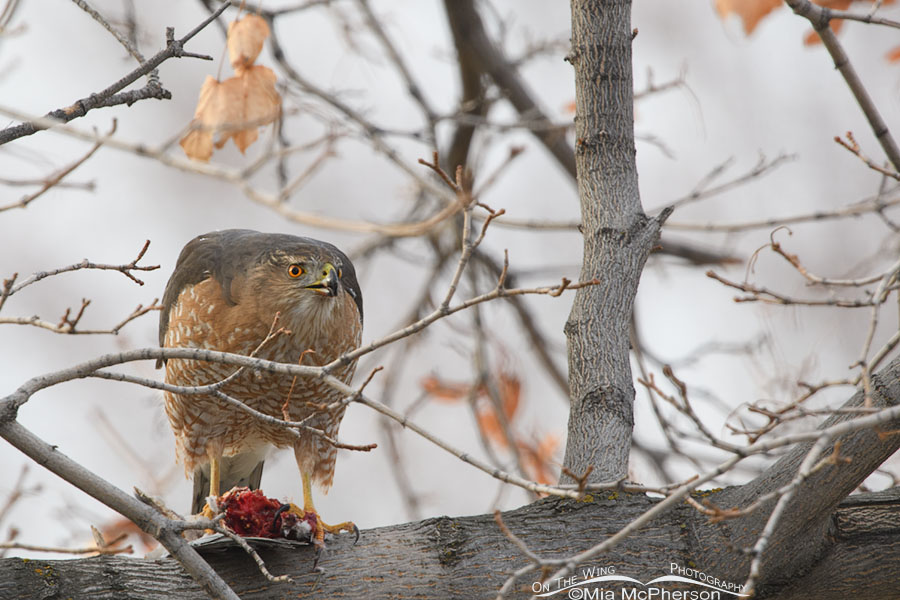 Cooper's Hawk eating breakfast, Salt Lake County, Utah