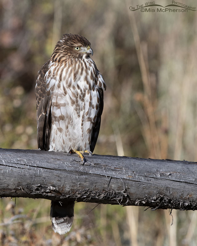 Resting immature Cooper's Hawk in the mountains, Wasatch Mountains, Morgan County, Utah