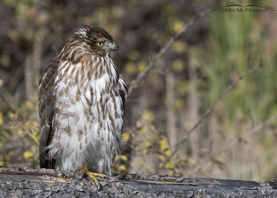 Young Cooper's Hawk portrait, Wasatch Mountains, Morgan County, Utah
