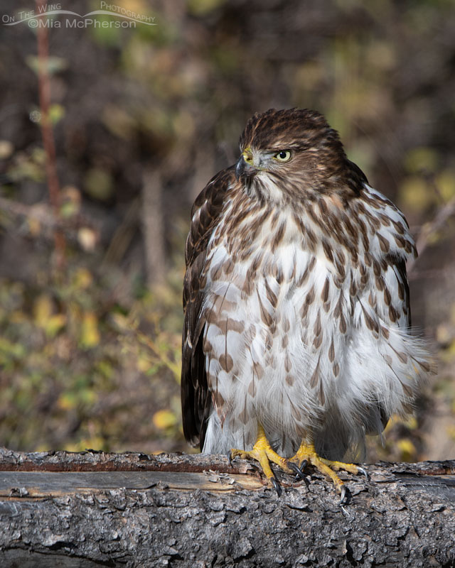 Immature Cooper's Hawk on a wooden fence close up, Wasatch Mountains, Morgan County, Utah