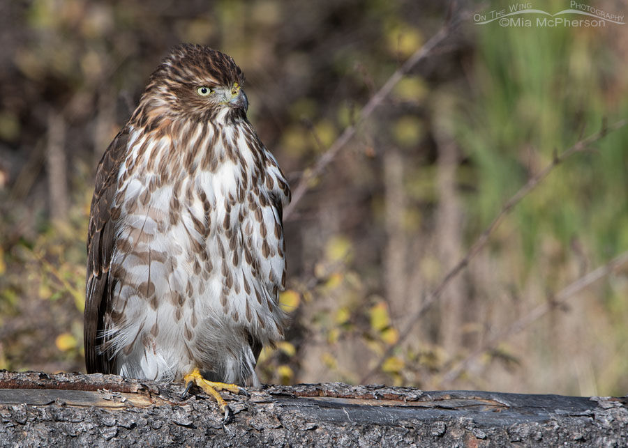 Close up of an immature Cooper's Hawk resting on a wooden fence, Wasatch Mountains, Morgan County, Utah