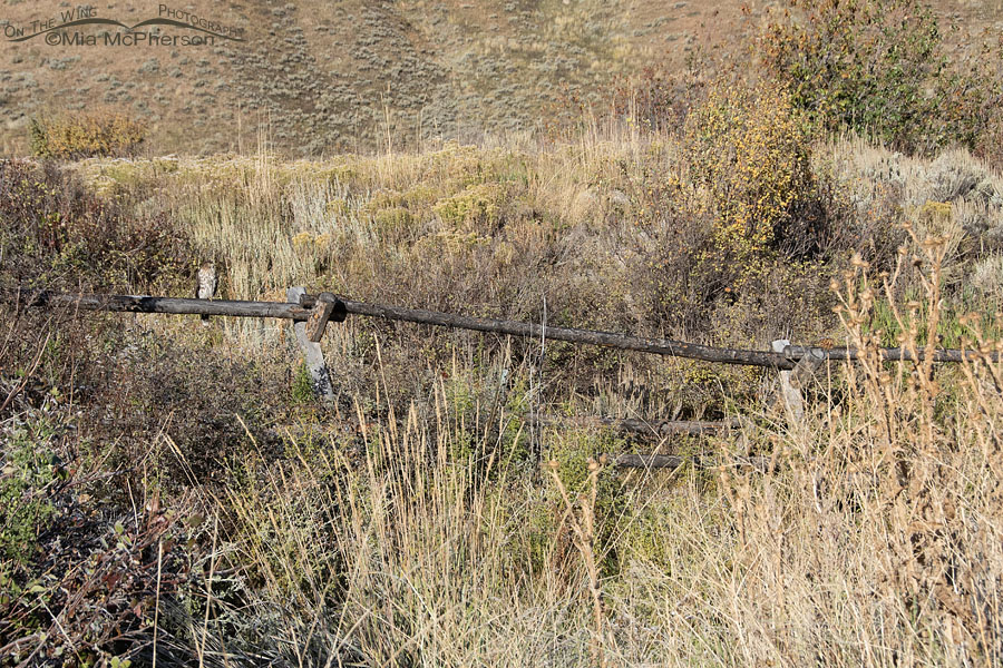 Immature Cooper's Hawk from a distance, Wasatch Mountains, Morgan County, Utah