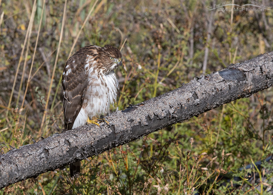 Grouchy looking immature Cooper's Hawk, Wasatch Mountains, Morgan County, Utah