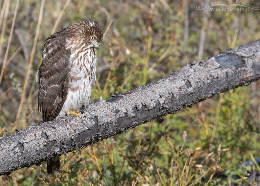 Immature Cooper's Hawk looking at the ground, Wasatch Mountains, Morgan County, Utah