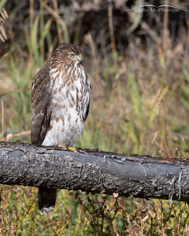 Young Cooper's Hawk perched on an old wooden fence, Wasatch Mountains, Morgan County, Utah