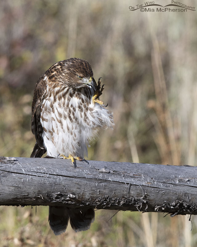 Immature Cooper's Hawk making a face while scratching, Wasatch Mountains, Morgan County, Utah