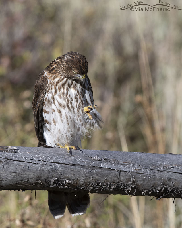Immature Cooper's Hawk checking its talons out, Wasatch Mountains, Morgan County, Utah