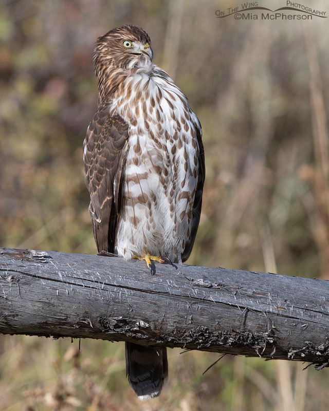 Immature Cooper's Hawk preening its neck feathers, Wasatch Mountains, Morgan County, Utah