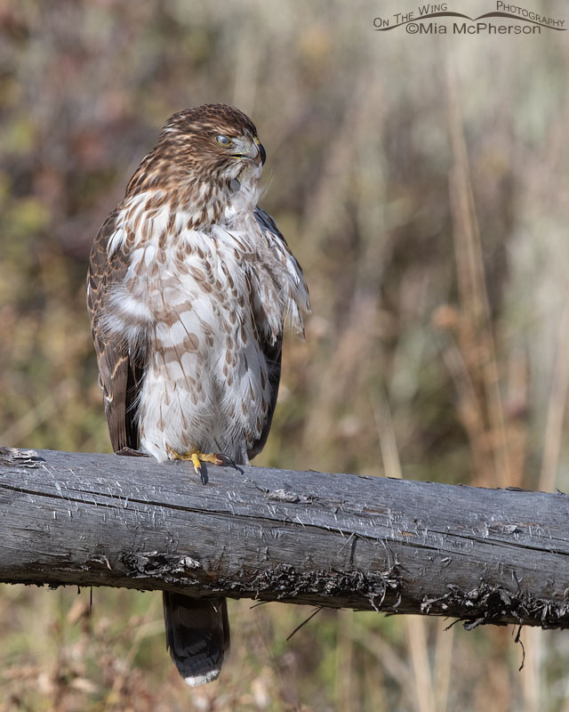 Nictitating membrane of an immature Cooper's Hawk, Wasatch Mountains, Morgan County, Utah