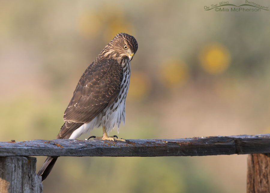 Young Cooper's Hawk looking at the ground, Box Elder County, Utah