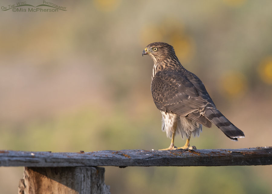 Young Cooper's Hawk on a smoky September morning, Box Elder County, Utah