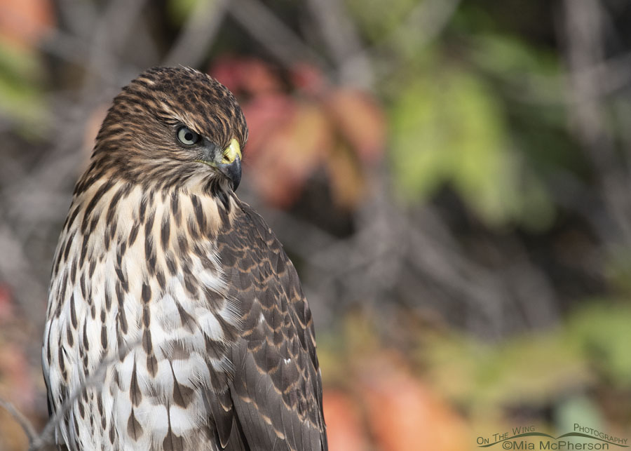 Serious looking juvenile Cooper's Hawk, Morgan County, Utah