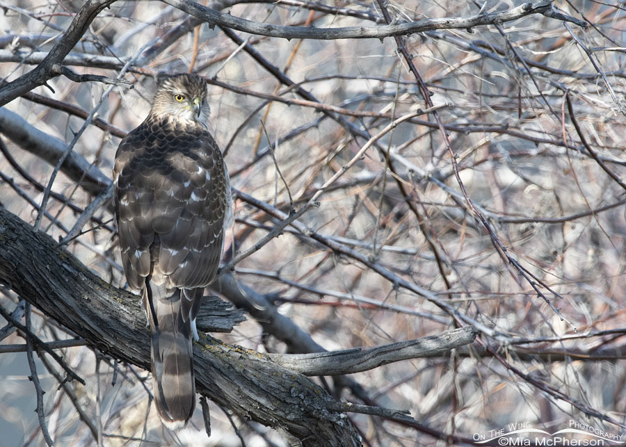 Nearly hidden immature Cooper's Hawk, Salt Lake County, Utah