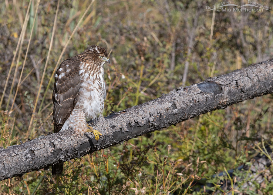 Immature Cooper's Hawk resting on one leg, Wasatch Mountains, Morgan County, Utah