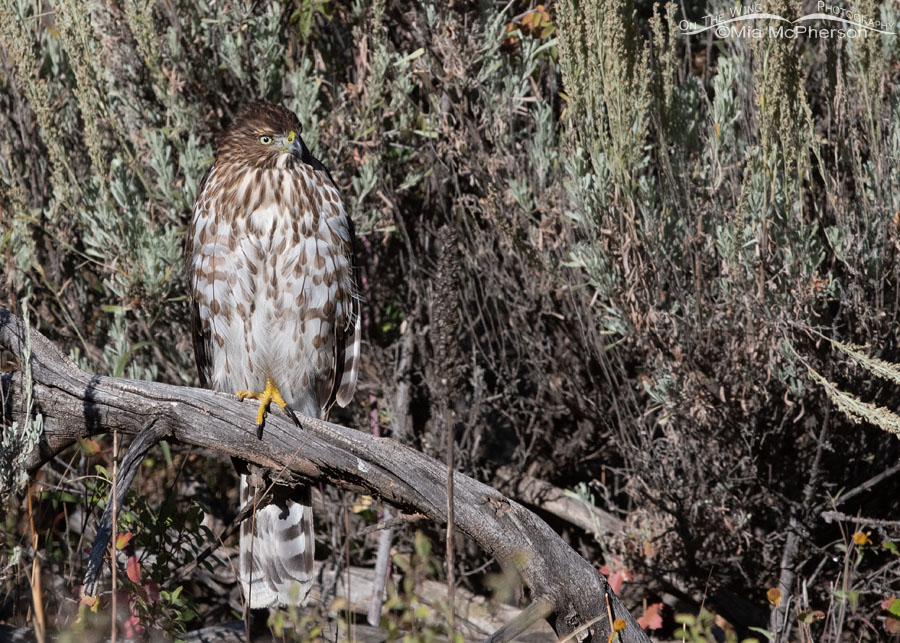 Immature Cooper's Hawk resting in sage, Wasatch Mountains, Morgan County, Utah