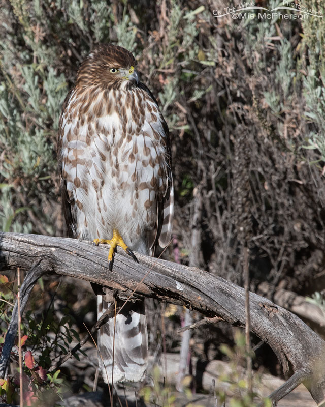 Immature Cooper's Hawk perched in sagebrush, Wasatch Mountains, Morgan County, Utah