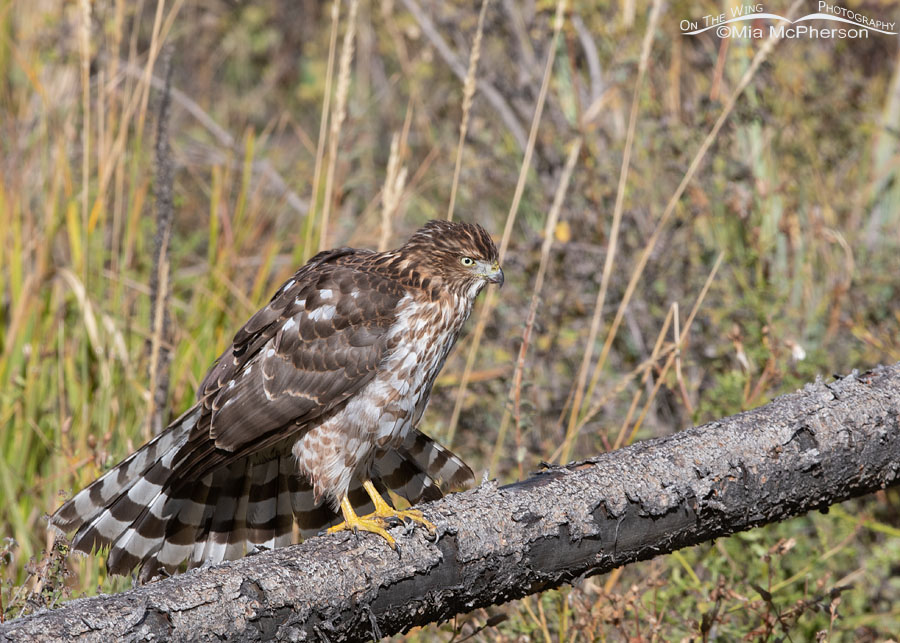 Immature Cooper's Hawk spreading its tail, Wasatch Mountains, Morgan County, Utah