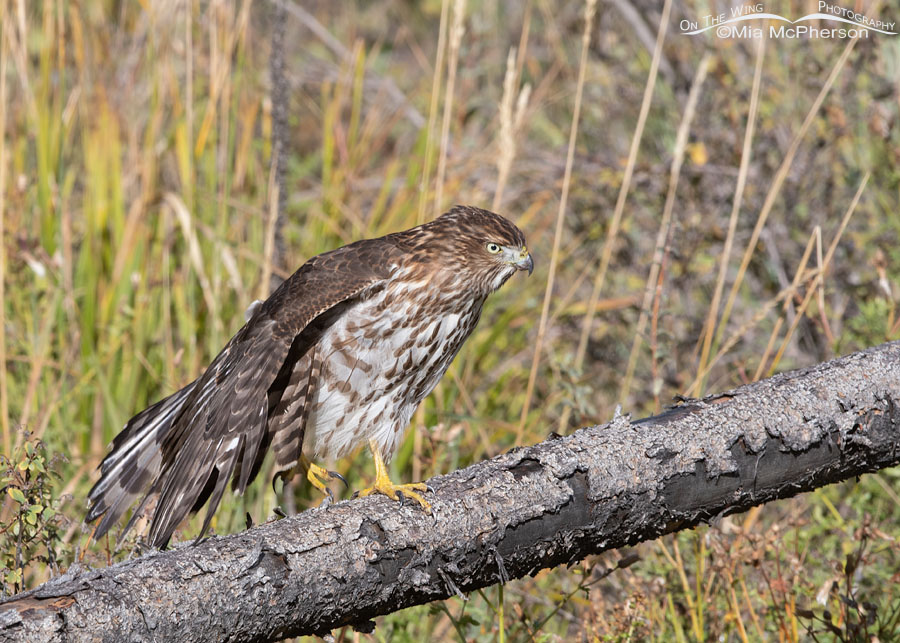 Stretching immature Cooper's Hawk, Wasatch Mountains, Morgan County, Utah